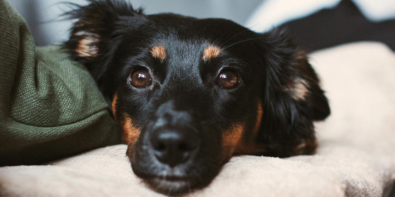 Liegend in die Kamera blickender schwarz-brauner Hund