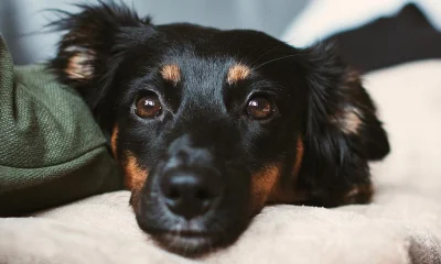 Liegend in die Kamera blickender schwarz-brauner Hund