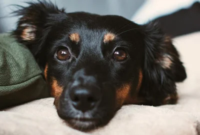 Liegend in die Kamera blickender schwarz-brauner Hund