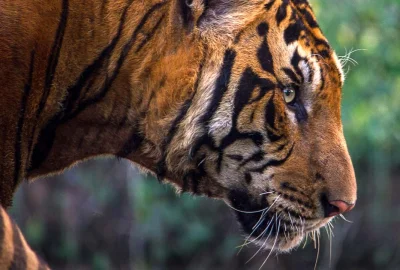 Nahaufnahme eines pirschenden Tigers