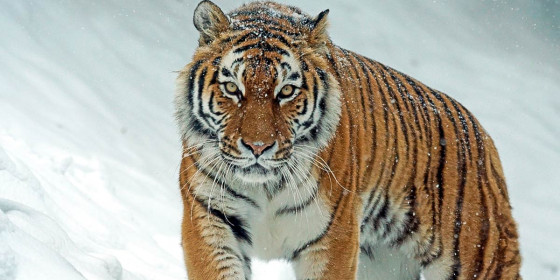 Tiger in Schneelandschaft