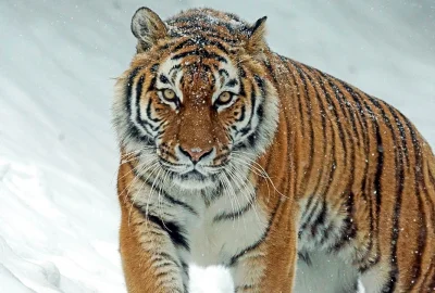 Tiger in Schneelandschaft