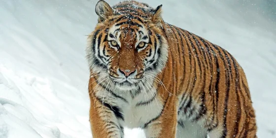 Tiger in Schneelandschaft
