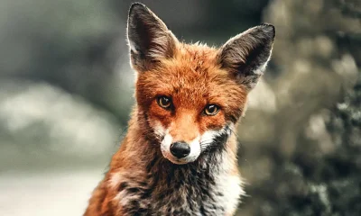 Fuchs vor unscharfem Hintergrund
