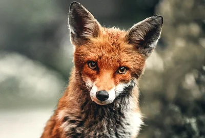 Fuchs vor unscharfem Hintergrund