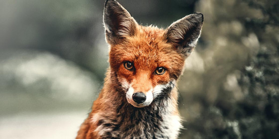 Fuchs vor unscharfem Hintergrund