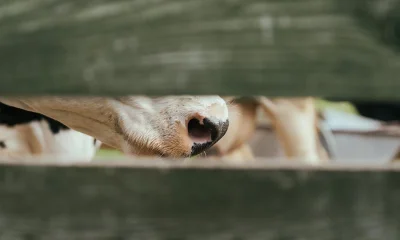 Durch Lücke in einem Holzzaun hindurch erkennbare Rinder