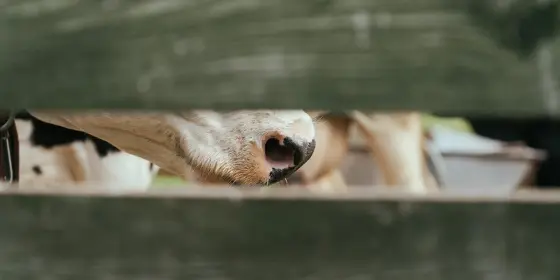 Durch Lücke in einem Holzzaun hindurch erkennbare Rinder