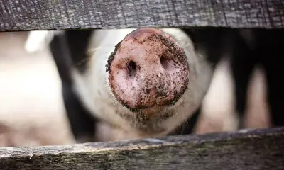 Schwein hinter Holzzaun