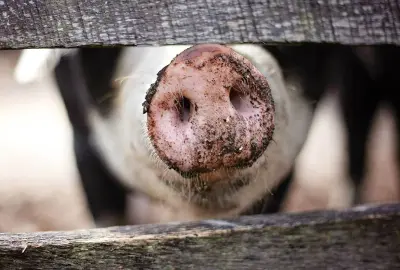 Schwein hinter Holzzaun