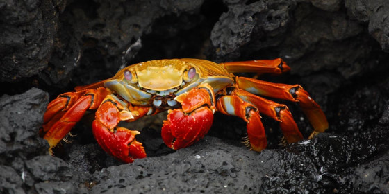 Rot-orangefarbene Krabbe auf dunklem Gestein