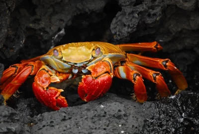 Rot-orangefarbene Krabbe auf dunklem Gestein
