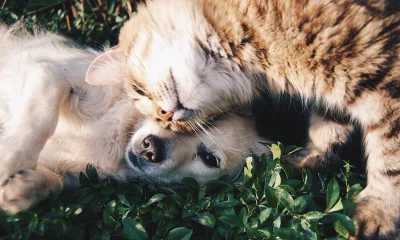 Junger Hund und Katze beim Spiel im Gras