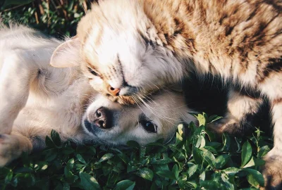 Junger Hund und Katze beim Spiel im Gras