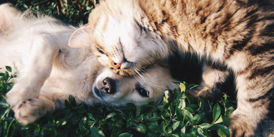Junger Hund und Katze beim Spiel im Gras