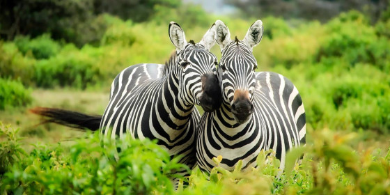 Zwei Zebras zwischen Büschen