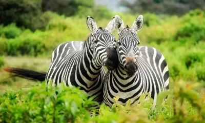Zwei Zebras zwischen Büschen