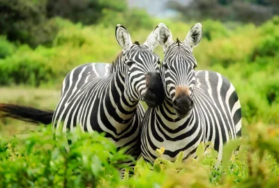 Zwei Zebras zwischen Büschen