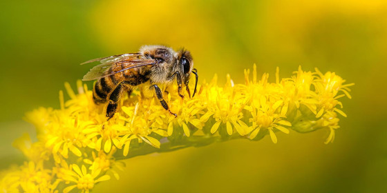Biene auf gelber Blüte