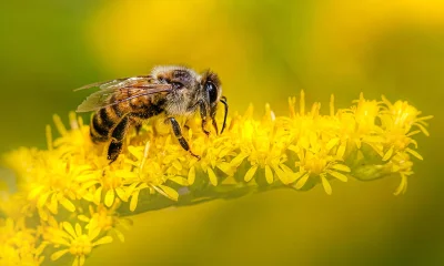 Biene auf gelber Blüte