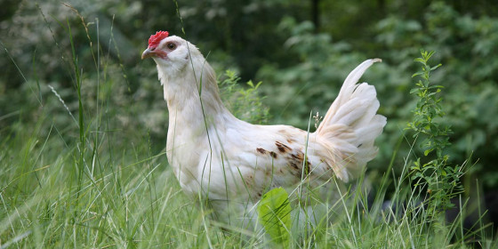 Weißes Huhn im Gras vor Gehölz