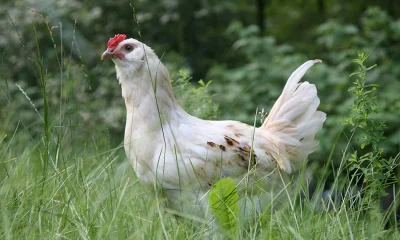 Weißes Huhn im Gras vor Gehölz