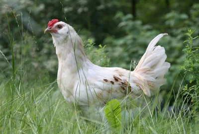 Weißes Huhn im Gras vor Gehölz