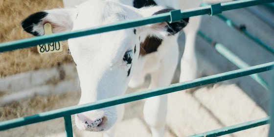 Kalb in Umzäunung vor Kälberhütte