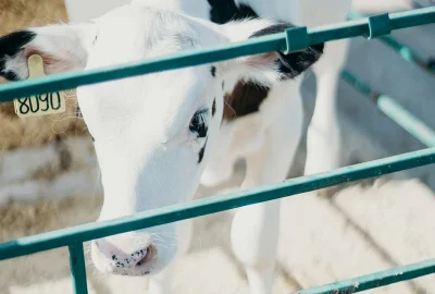 Kalb in Umzäunung vor Kälberhütte