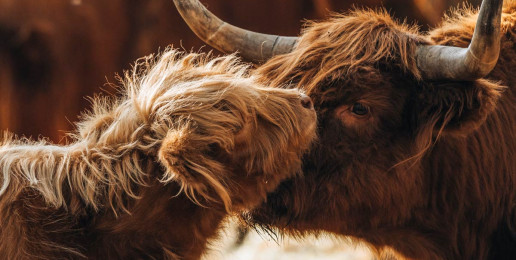 Kuh mit Kalb