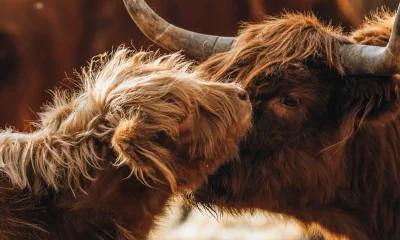 Kuh mit Kalb