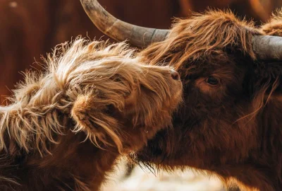 Kuh mit Kalb