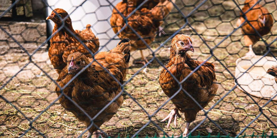 Fünf braungefiederte Hennen hinter Maschendrahtzaun