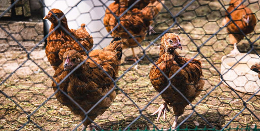 Fünf braungefiederte Hennen hinter Maschendrahtzaun