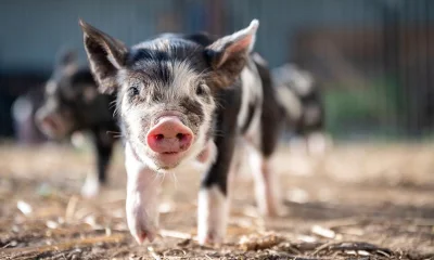 Schwarzgeflecktes Ferkel vor einer Gruppe weiterer junger Schweine