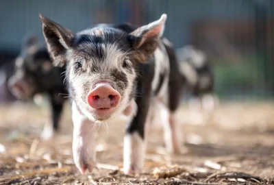 Schwarzgeflecktes Ferkel vor einer Gruppe weiterer junger Schweine