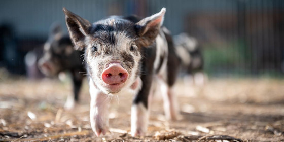 Schwarzgeflecktes Ferkel vor einer Gruppe weiterer junger Schweine