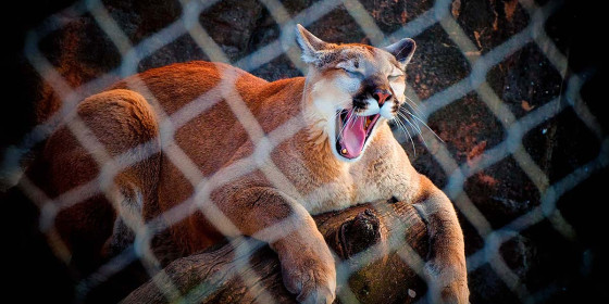 Gähnender Puma in Gehege