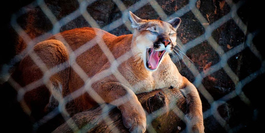 Gähnender Puma in Gehege