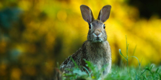 Hase im Gras vor unscharfem Hintergrund