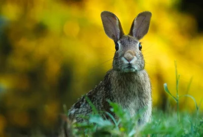 Hase im Gras vor unscharfem Hintergrund