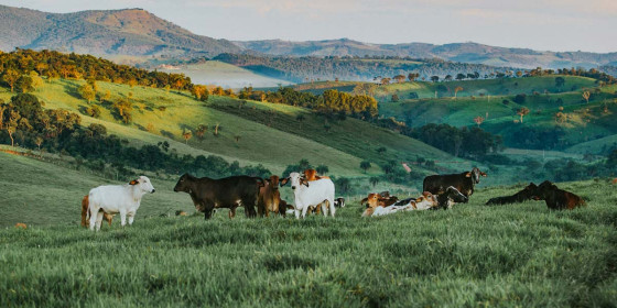 Rinderherde in Hügellandschaft