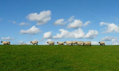 Wandernde Schafherde auf Grasebene
