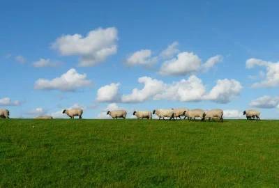 Wandernde Schafherde auf Grasebene