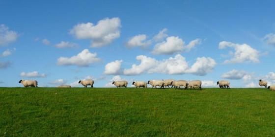 Wandernde Schafherde auf Grasebene