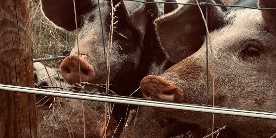 Mehrere gefleckte Schweine hinter Drahtzaun