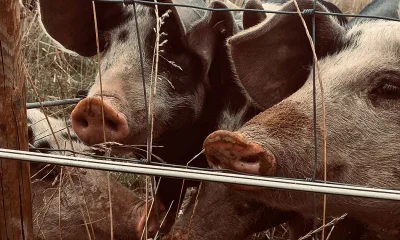 Mehrere gefleckte Schweine hinter Drahtzaun