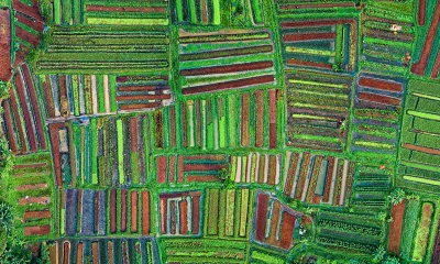 Luftaufnahme unterschiedlicher landwirtschaftlicher Anbauflächen