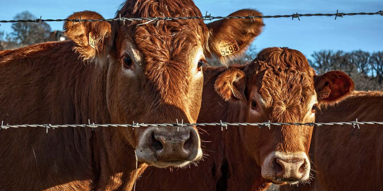 Zwei braune Kühe blicken durch Stacheldrahtzaun