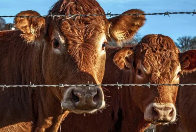 Zwei braune Kühe blicken durch Stacheldrahtzaun
